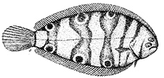 Dicologoglossa hexophthalma_claves.jpg